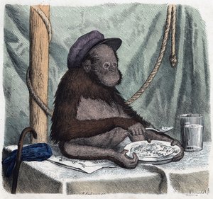 Eğitimli bir orangutan (orang-utan, orang outang, orangutan) bir kaşıkla pilav yer. “” Wenn Jemand eine Reise thut, so kann er was erzahlen””de (Birisi seyahat ettiğinde, söyleyebileceği şey budur), Franz Wiedemann
