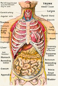 İnsan Gövdesinin Anatomik Görünümü by German School