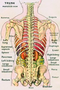 İnsan Gövdesinin Anatomik Görünümü by German School