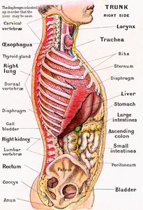 İnsan Gövdesinin Anatomik Görünümü by German School