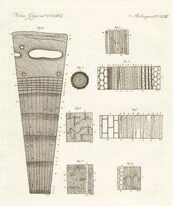 Ahşabın anatomisi (renkli gravür) by German School
