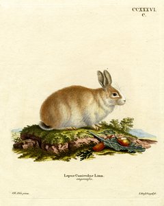 Angora Tavşanı (renkli gravür) by German School