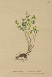 Yıllık Stonecrop (Sedum annuum) by German School