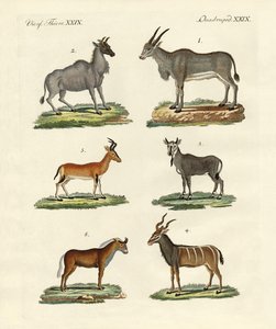 Antiloplar ve ceylanlar by German School