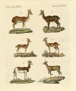 Antiloplar ve ceylanlar by German School