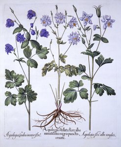 Aquilegia, from Hortus Eystettensis, Basil Besler (1561-1629), yayın. 1613 (el renkli gravür) by German School