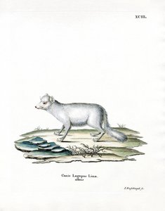 Arctic Fox (renkli gravür) by German School