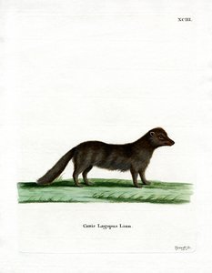 Arctic Fox (renkli gravür) by German School