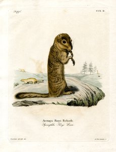 Arktik Yer Sincabı (renkli gravür) by German School