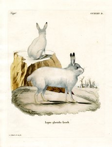 Arctic Hare (renkli gravür) by German School
