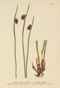 Arctic Rush (Juncus arcticus) by German School