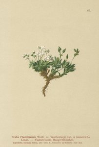 Arktik draba (Draba Fladnitzensis, Draba altaica, Draba Wahlenbergi) by German School
