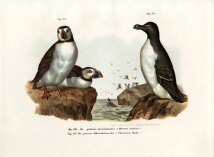 Arktik Martı, 1864 by German School