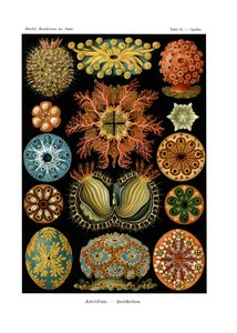 Ascidiae, 1899-1904 by German School