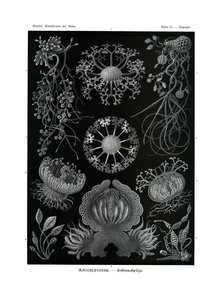 Ascomycetes, 1899-1904 by German School