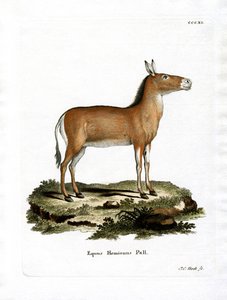 Asyalı Vahşi Eşek (renkli gravür) by German School