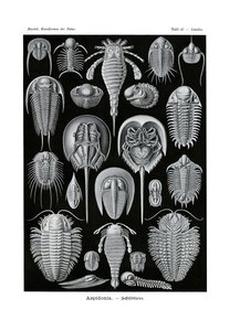 Aspidonia, 1899-1904 by German School