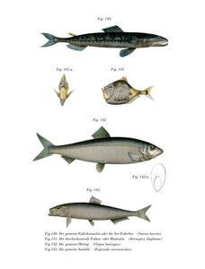 Atlantic Saury (renkli taş) by German School
