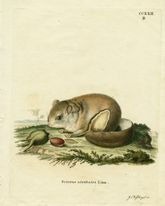 Avustralya Pigme Uçan Falanger (renkli gravür) by German School