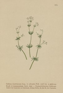 Avusturyalı Bedstraw ( Galium Austriacum , Galium wild ( var. glabrum ) Galium by German School