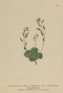 Avusturya Whitlow Otu (Draba dubia, Draba frigida) by German School