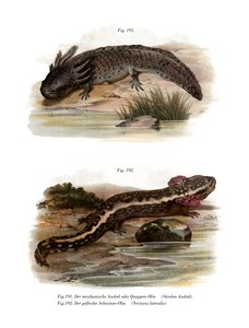 Axolotl (renkli taş) by German School