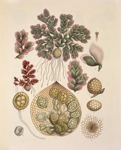 Azolla (su eğrelti otları), Johann Baptist Von Spix ve Carl Friedrich Von Martius tarafından hazırlanan 