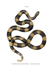 Bantlı Krait (renkli lito) by German School