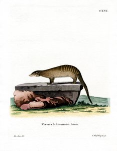 Şeritli Firavun faresi (renkli gravür) by German School
