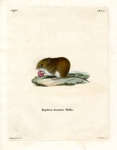 Bank Vole (renkli gravür) by German School