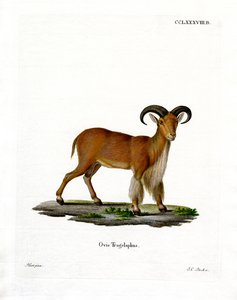 Berberi Koyunu (renkli gravür) by German School