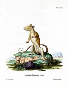 Çıplak kuyruklu Yünlü Opossum (renkli gravür) by German School