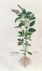 Basil, Leonhart Fuchs (1501-66) tarafından Herbaryum