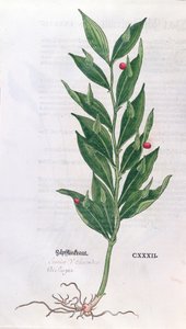 Baytree, Leonhart Fuchs (1501-66) tarafından The Herbarium için illüstrasyon, Basel, 1555'te yayınlandı (renkli gravür) by German School