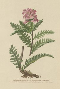 Gagasız Kırmızı Lohusa (Pedicularis recutita) by German School