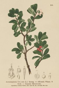 Ayı üzümü (Arctostaphylos Uva ursi, Arctostaphylos officinalis) by German School
