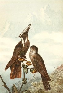Sakallı Miğferler, "Brehms Tierleben: Allgemeine Kunde des Tierreichs", cilt 4, s. 675, Bibliographisches Institut tarafından yayınlandı by German School