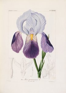 Ch tarafından oyulmuş sakallı iris. Schnorr (el renginde taş) by German School