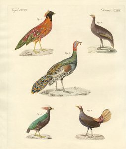 Güzel tavuk benzeri kuşlar (renkli gravür) by German School