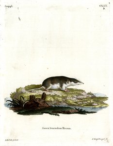 Bicolour Kır faresi (renkli gravür) by German School