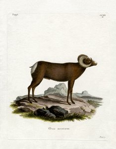Bighorn Koyun (renkli gravür) by German School