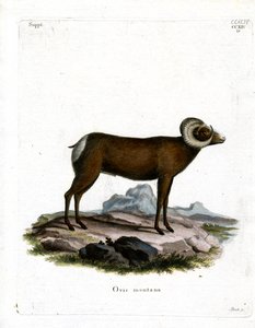 Bighorn Koyun (renkli gravür) by German School