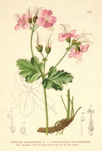 Bigroot Sardunya (Sardunya macrorrhizum) by German School