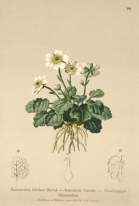 Düğünçiçeği (Ranunculus bilobus, Düğünçiçeği Bertolonii) by German School