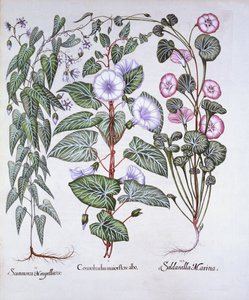 Hortus Eystettensis