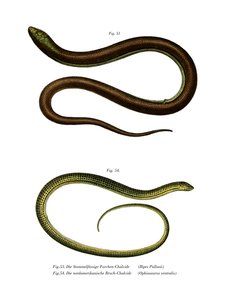 Bipes Pallasii (renkli taş) by German School