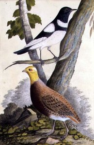 Kara Boğazlı Pamukçuk (Turdus ruficollis) ve Keklik (Perdix perdix), c.1740 (kağıt üzerine suluboya) by German School