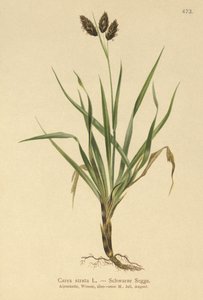 Siyah Alp saz (Carex atrata) by German School