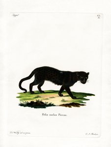Siyah Leopar (renkli gravür) by German School