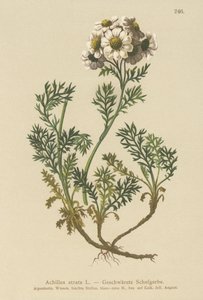 Kara Civanperçemi (Achillea atrata) by German School